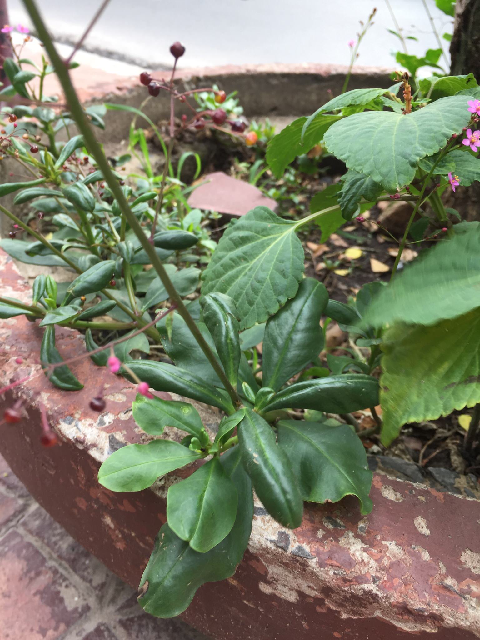Talinum paniculatum 'Variegatum'
